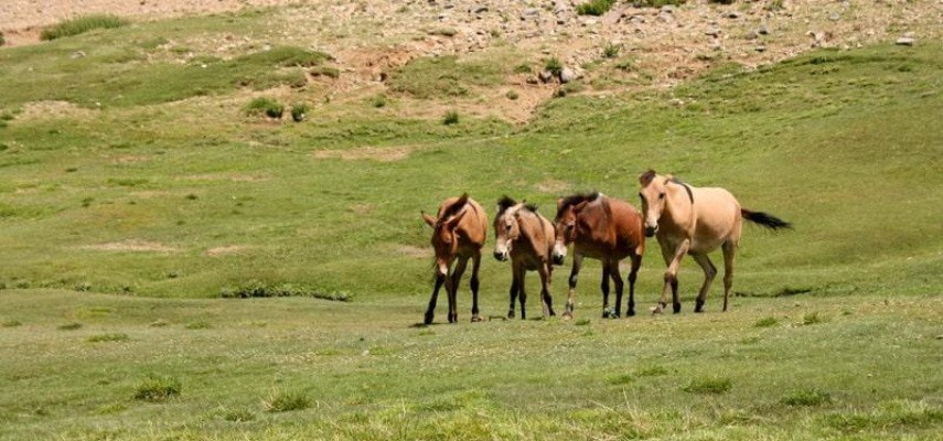 صعود قله یخچال